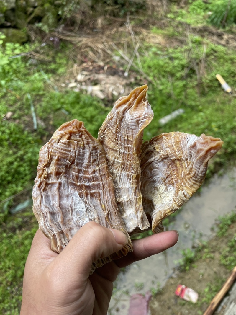 高山黄泥春笋干