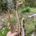 高山黄泥春笋干