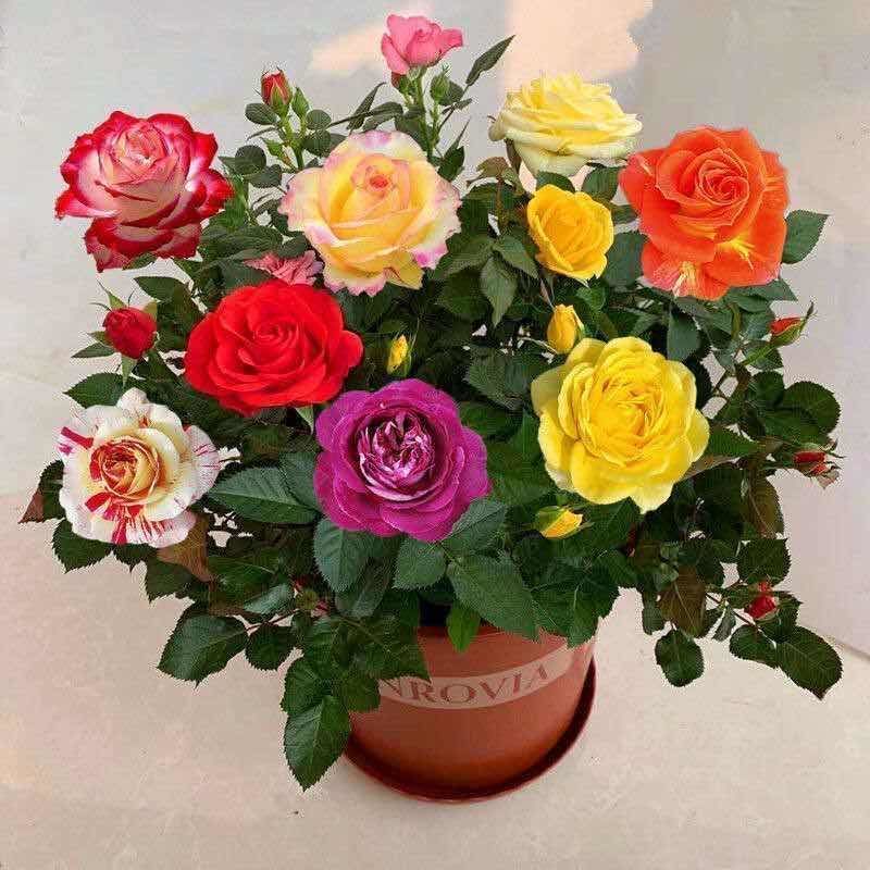 月季花树桩月季盆栽月季品种齐全价格便宜包成活