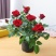 月季花树桩月季盆栽月季品种齐全价格便宜包成活