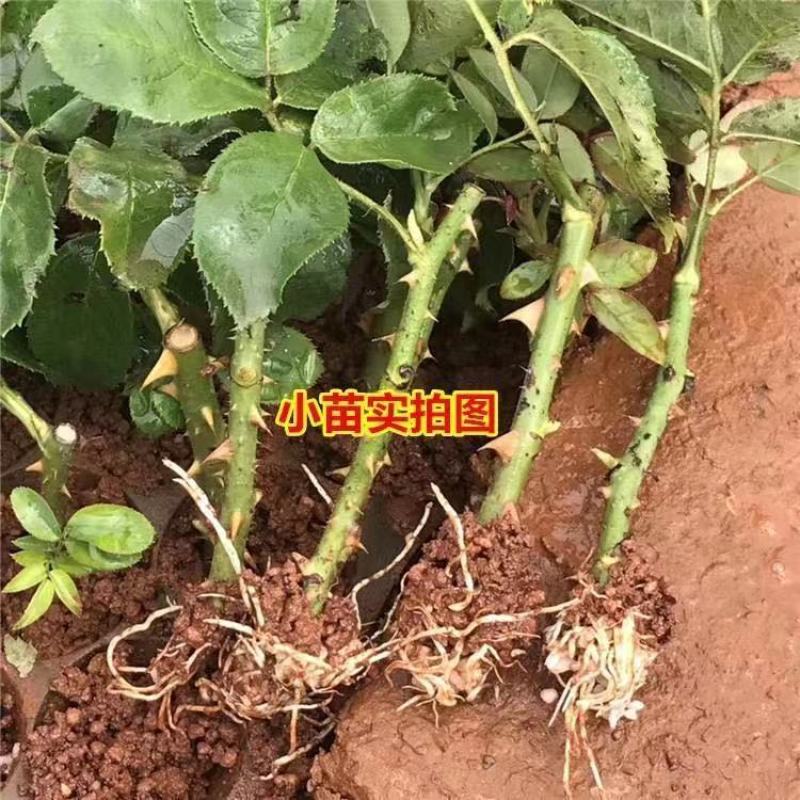 月季花树桩月季盆栽月季品种齐全价格便宜包成活