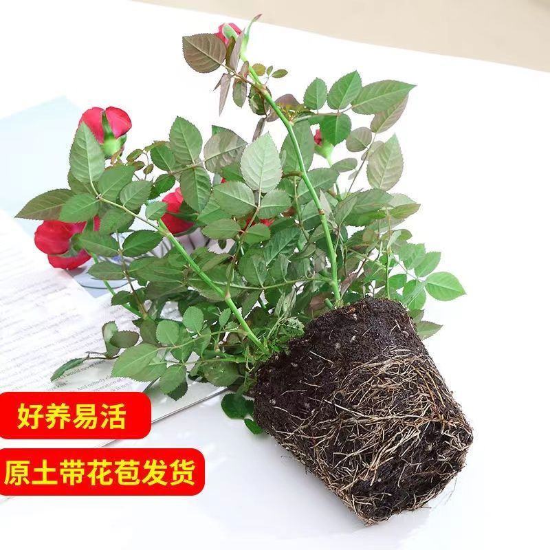月季花树桩月季盆栽月季品种齐全价格便宜包成活