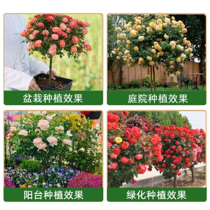 月季花树桩月季盆栽月季品种齐全价格便宜包成活