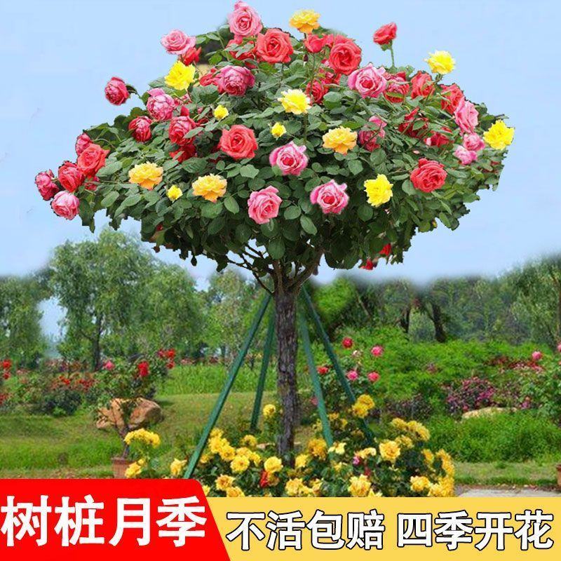 月季花树桩月季盆栽月季品种齐全价格便宜包成活