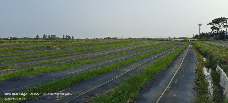 【实力热卖】广地龙蚯蚓基地养殖技术可视频看货保质保量