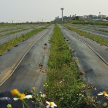 【实力热卖】广地龙蚯蚓基地养殖技术可视频看货保质保量