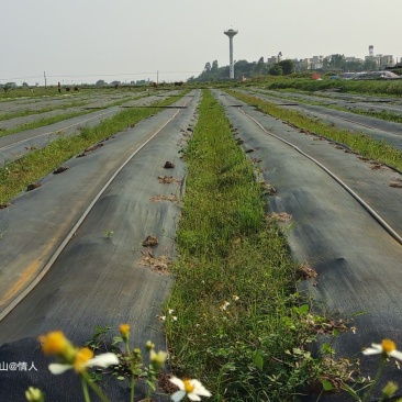 【实力热卖】广地龙蚯蚓基地养殖技术可视频看货保质保量