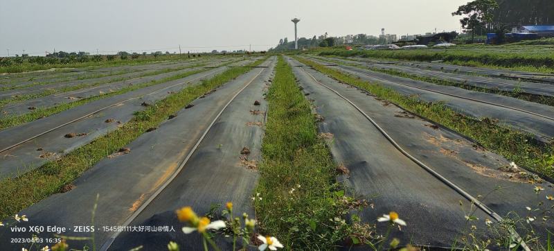 【实力热卖】广地龙蚯蚓基地养殖技术可视频看货保质保量