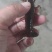 微山湖淡水小龙虾各种规格齐全全国发货。量大优惠