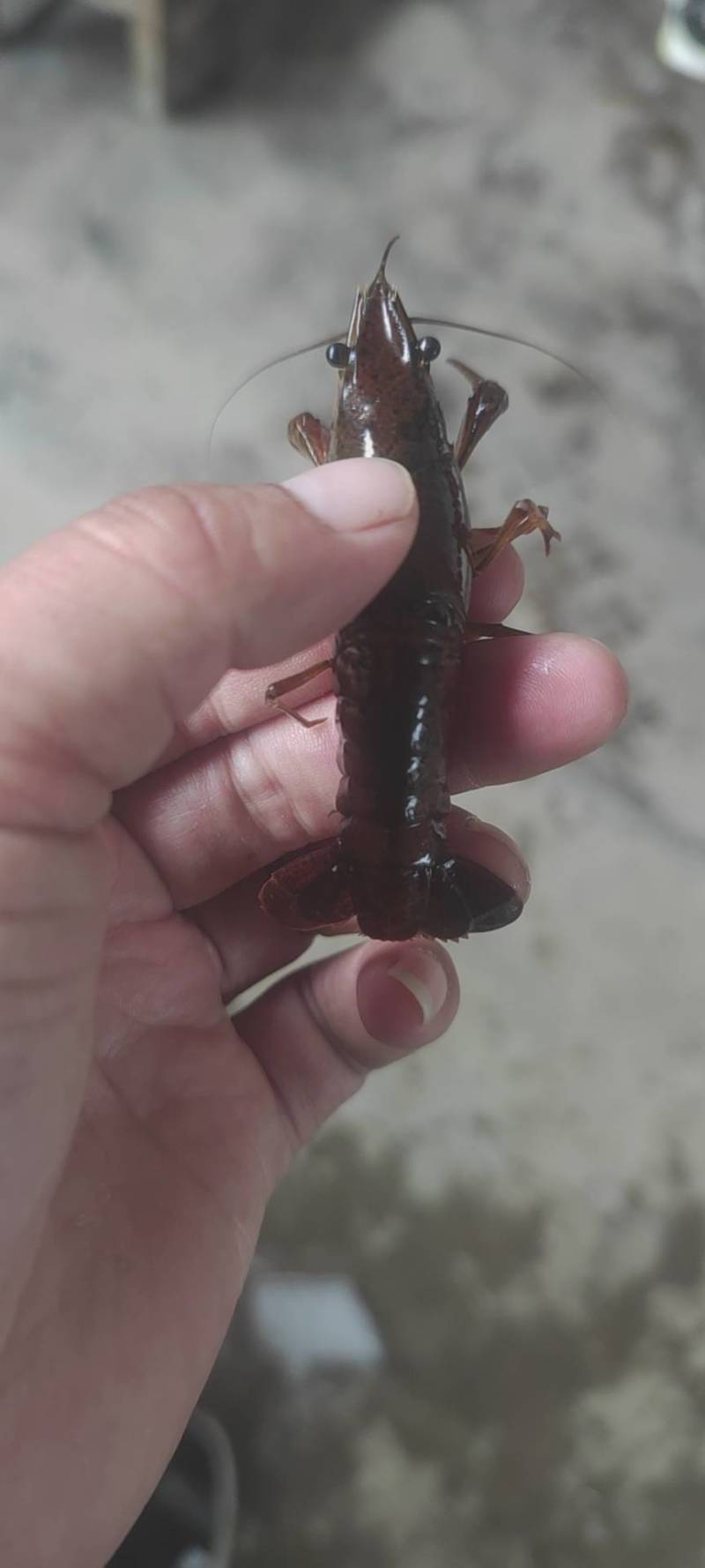 微山湖淡水小龙虾各种规格齐全全国发货。量大优惠