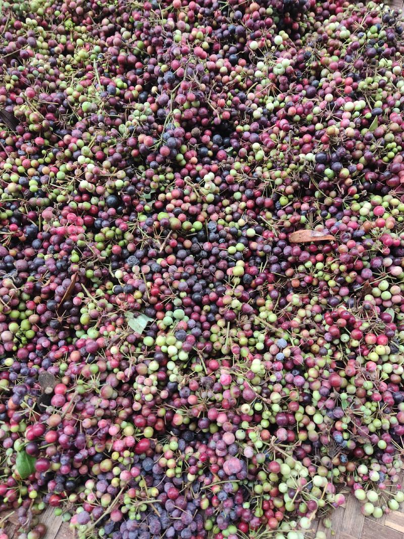 中药材种子，茯苓种子