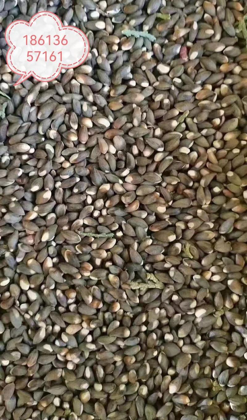 柏树籽，柏子仁，枣核，槐米，大量现货