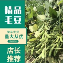 新鲜毛豆，沈鲜毛豆，现采现摘，量大从优