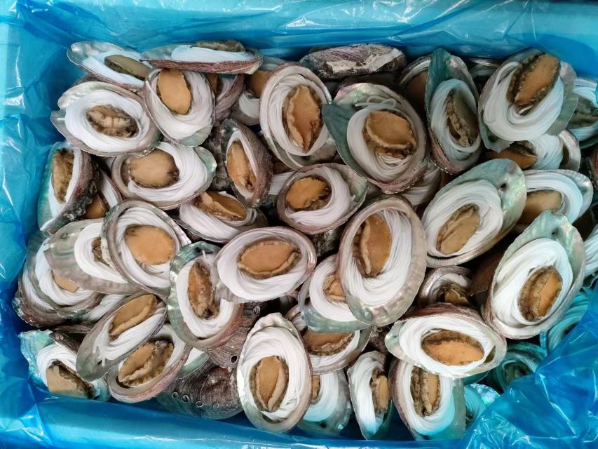 花蛤清洗吐沙过程图