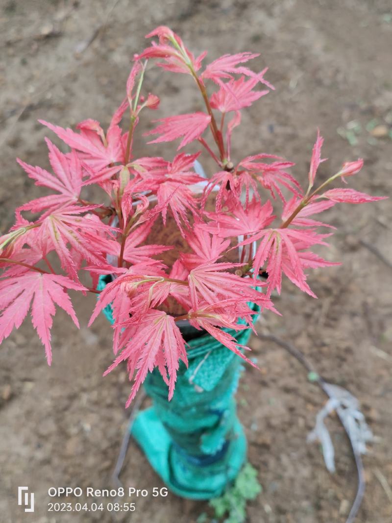 彩色枫叶