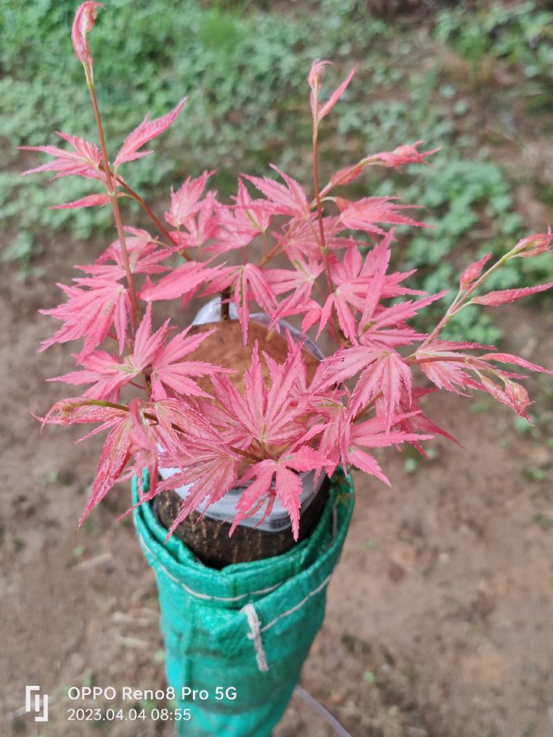 彩色枫叶