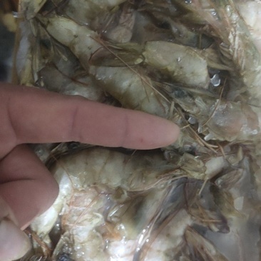 大虾