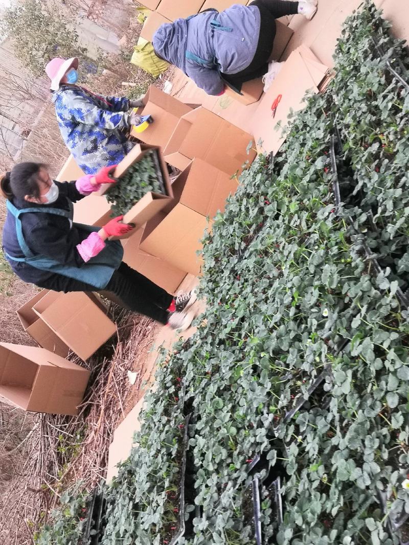 妙七宁玉隋珠越秀天使红颜章姬穴盘草莓苗