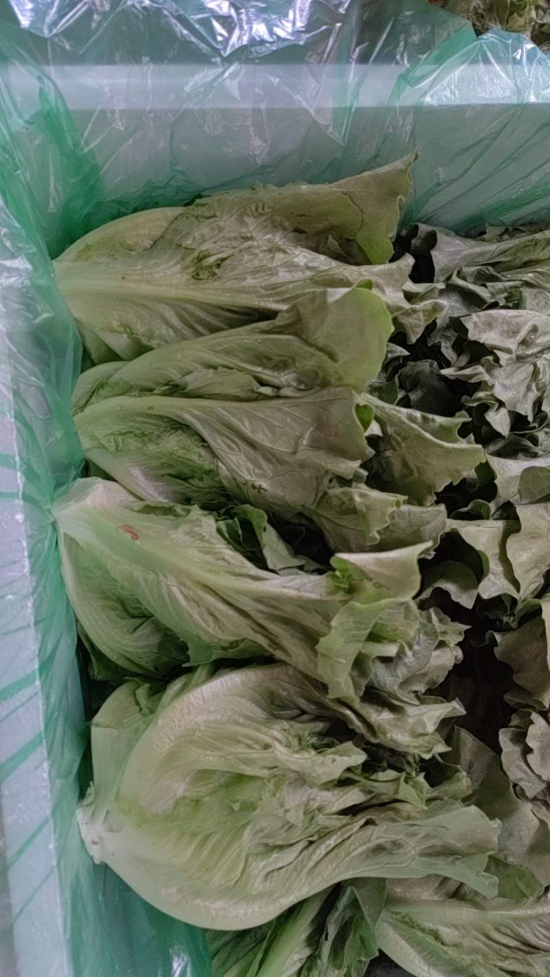 精品蔬菜意大利生菜
