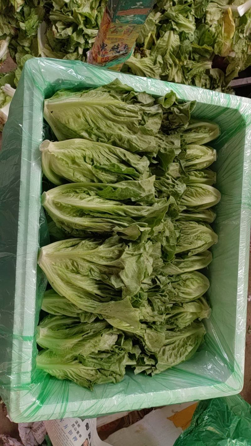 精品蔬菜意大利生菜