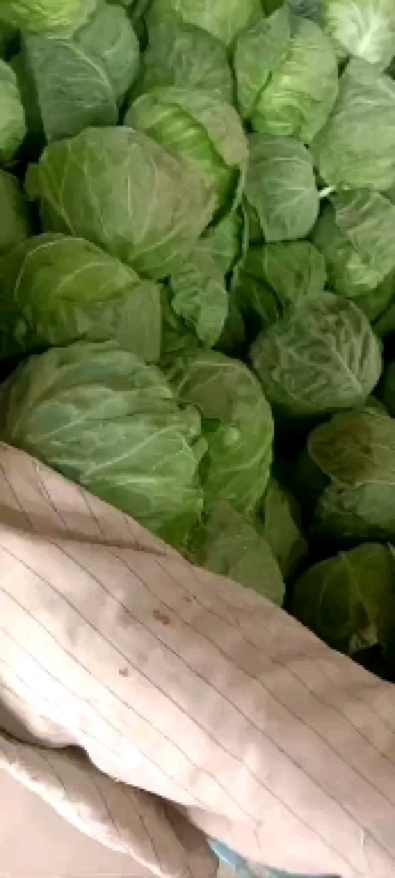 河北邯郸暖棚甘蓝，价格便宜的很，需要的联系我