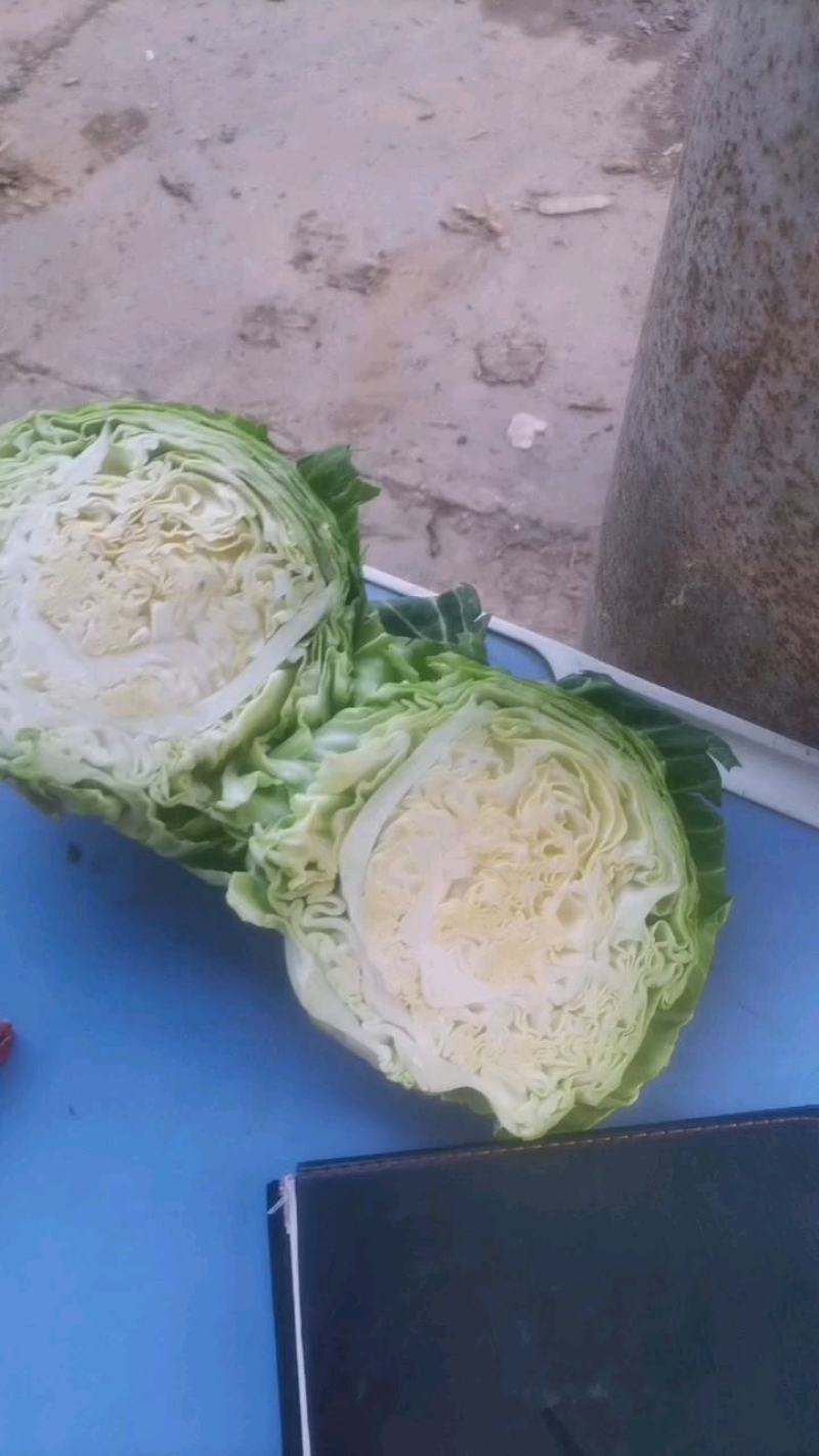 河北邯郸暖棚甘蓝，价格便宜的很，需要的联系我