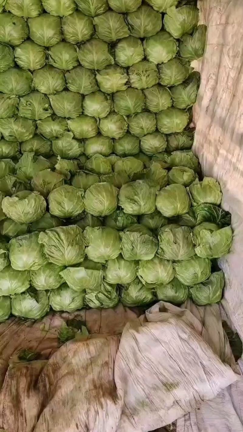 河北邯郸暖棚甘蓝，价格便宜的很，需要的联系我
