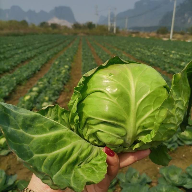 河北邯郸暖棚甘蓝，价格便宜的很，需要的联系我