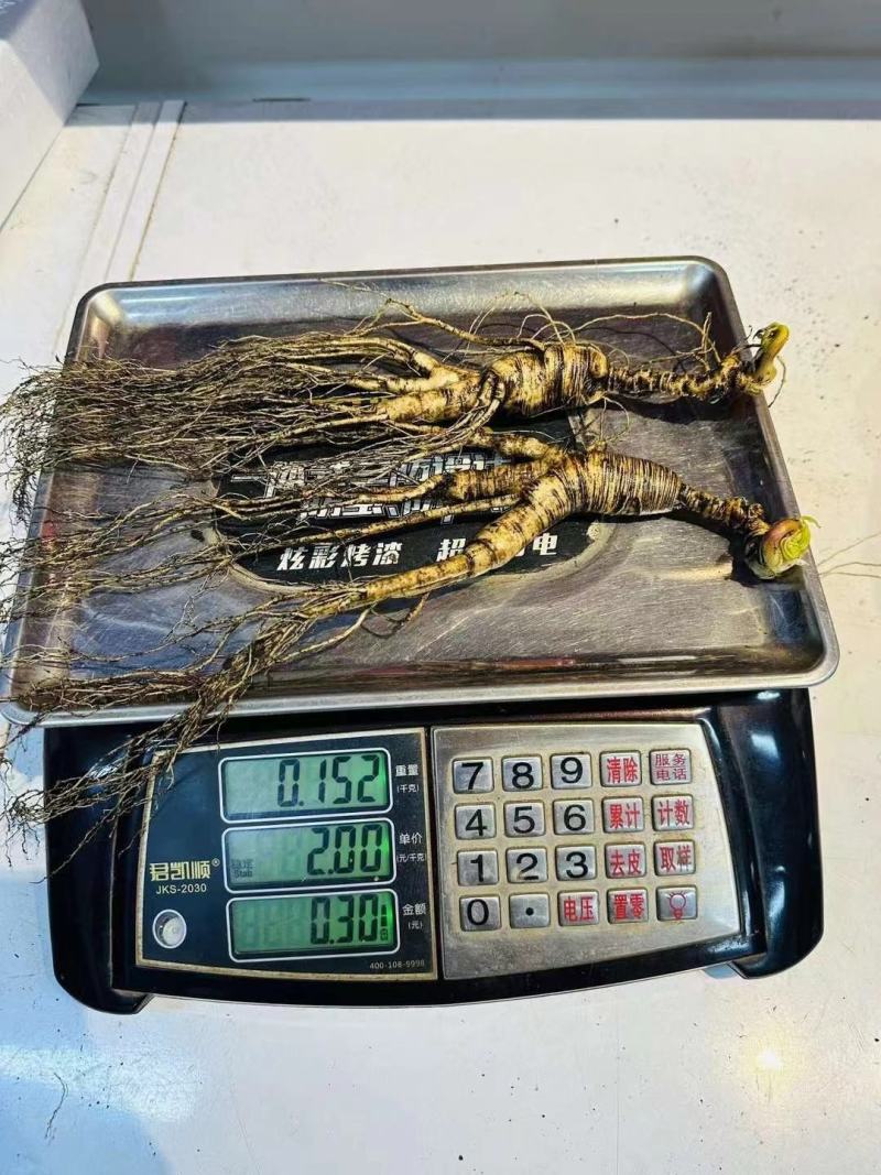 林下一对老山参，须毛超长，