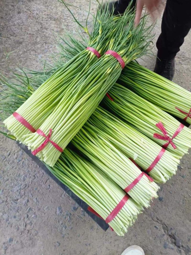 白帽鲜蒜薹
