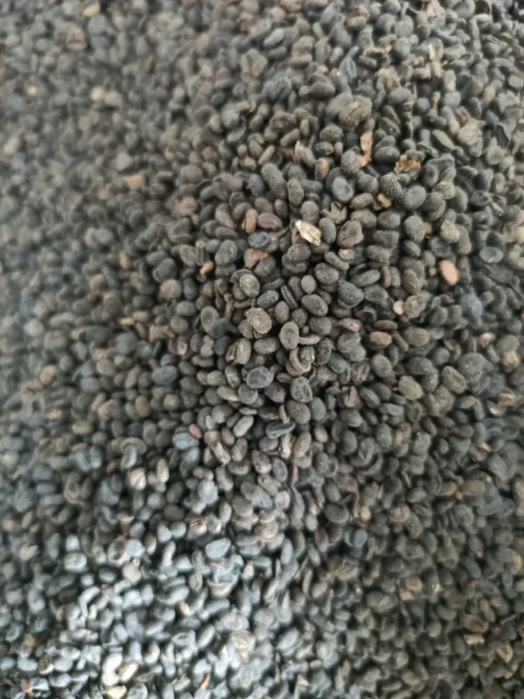 补骨脂，盐补骨脂
