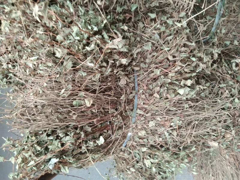 鱼腥草