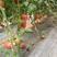 普罗旺斯西红柿大量上市产地代发可供各大市场超市电商