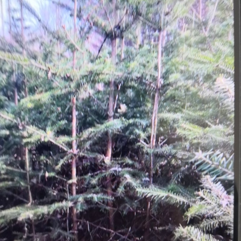 出售冷杉苗