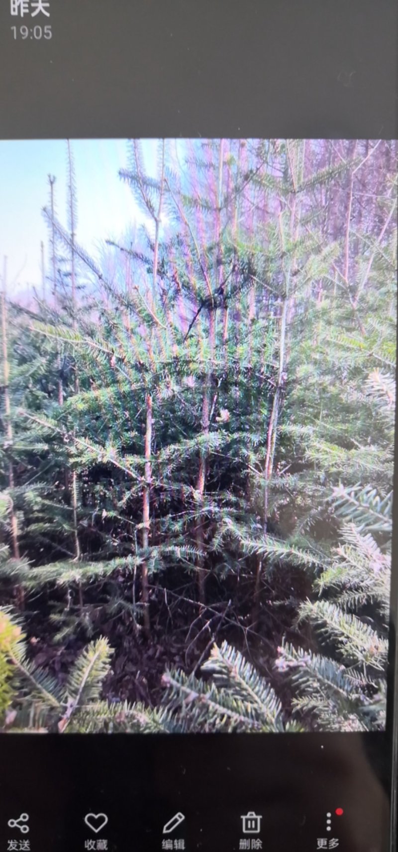 出售冷杉苗