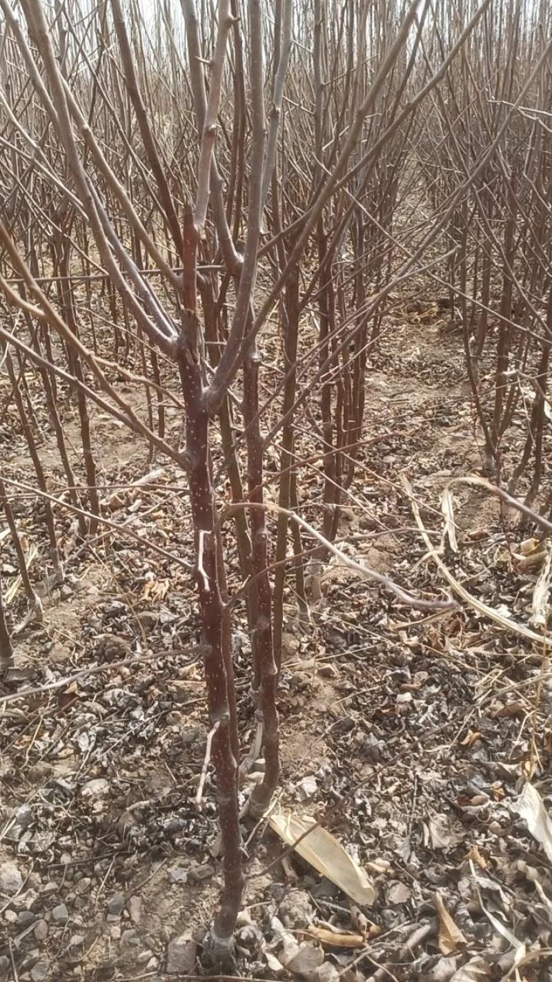 大金星山楂苗鸡心果树苗寒红梨树苗沙果树苗