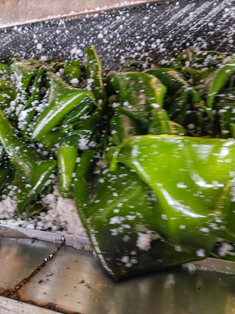 山东威海荣城盐渍海带，口感鲜嫩，质量保证，一手货源。