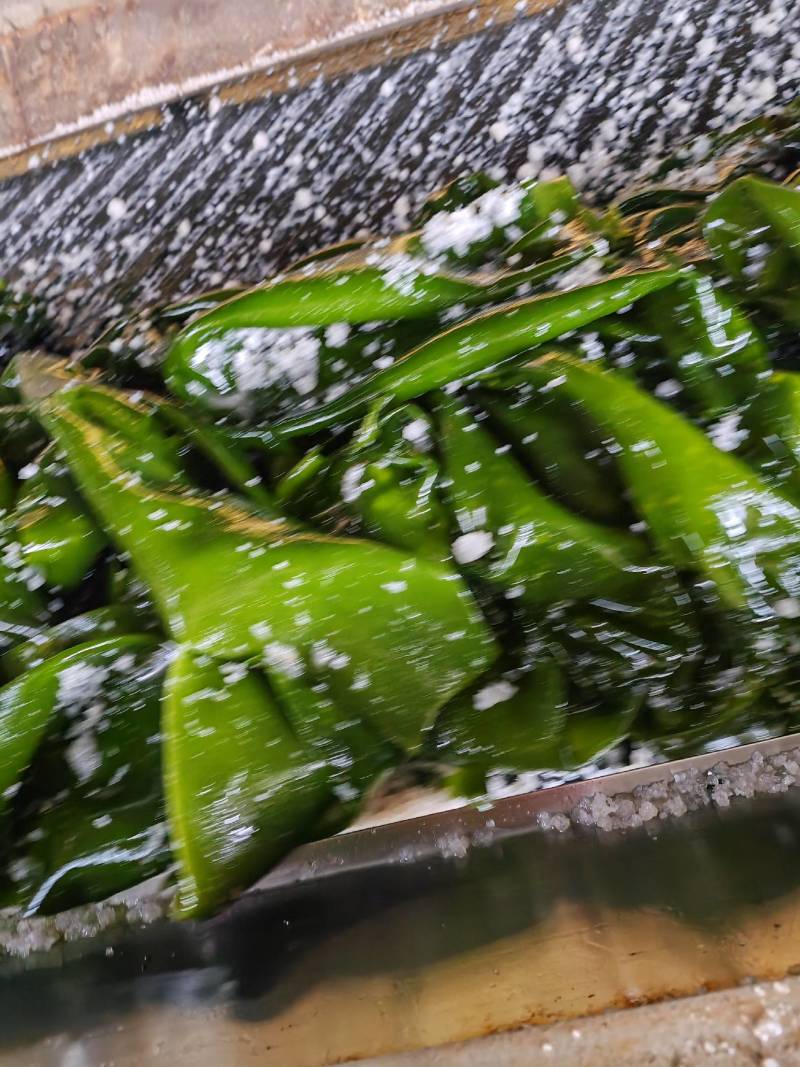 山东威海荣城盐渍海带，口感鲜嫩，质量保证，一手货源。