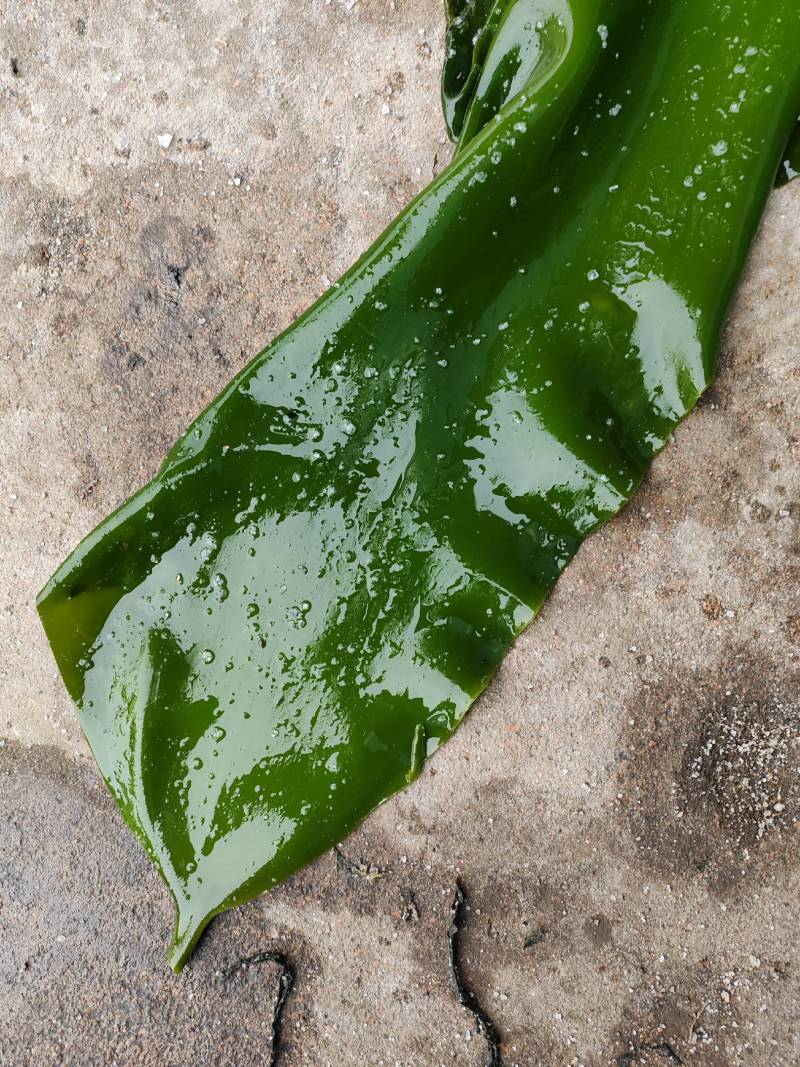 山东威海荣城盐渍海带，口感鲜嫩，质量保证，一手货源。