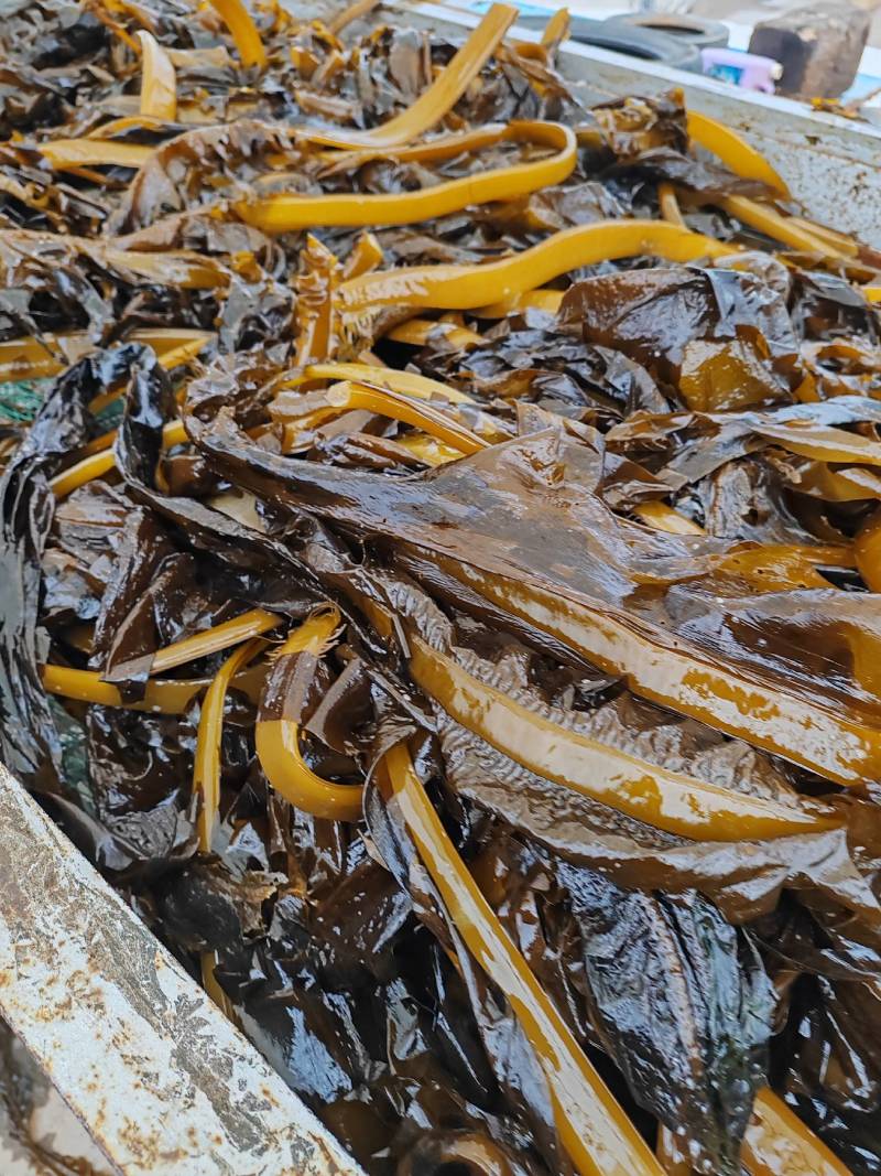 山东威海荣城盐渍裙带菜，非常鲜嫩，口感上佳，一手货源。