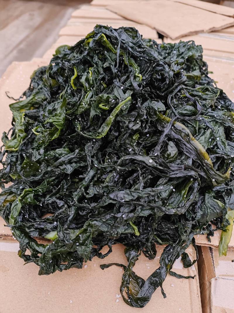 山东威海荣城盐渍裙带菜，非常鲜嫩，口感上佳，一手货源。