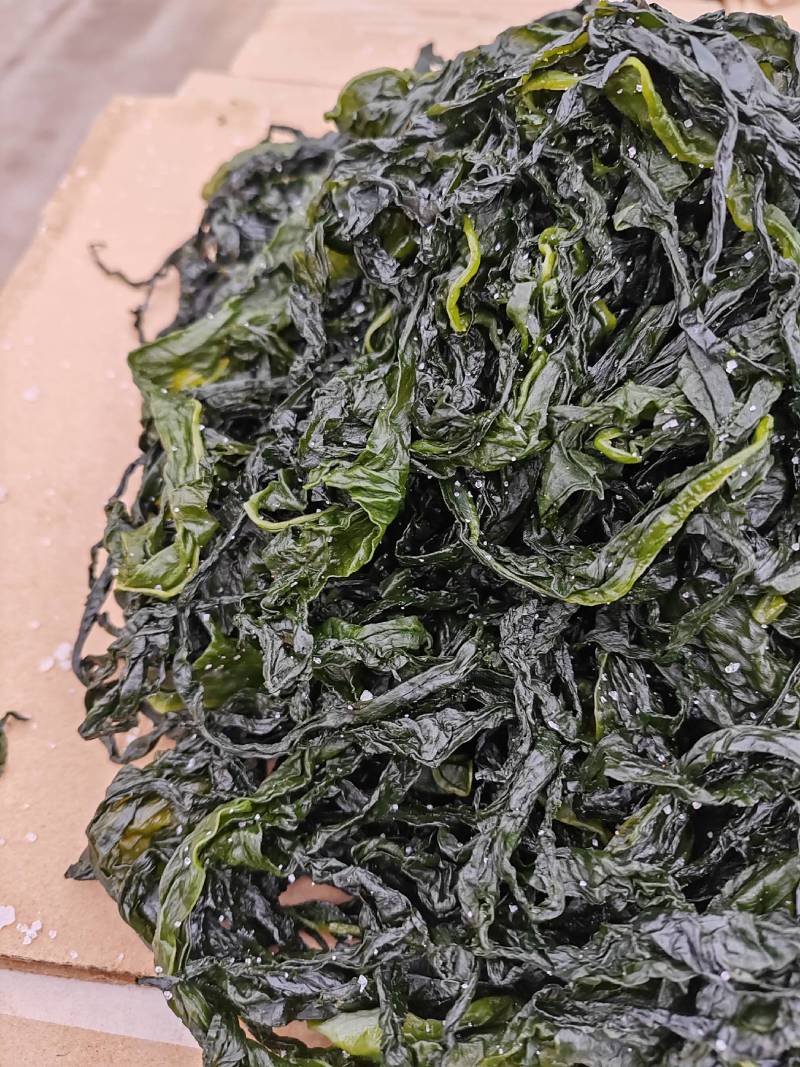 山东威海荣城盐渍裙带菜，非常鲜嫩，口感上佳，一手货源。