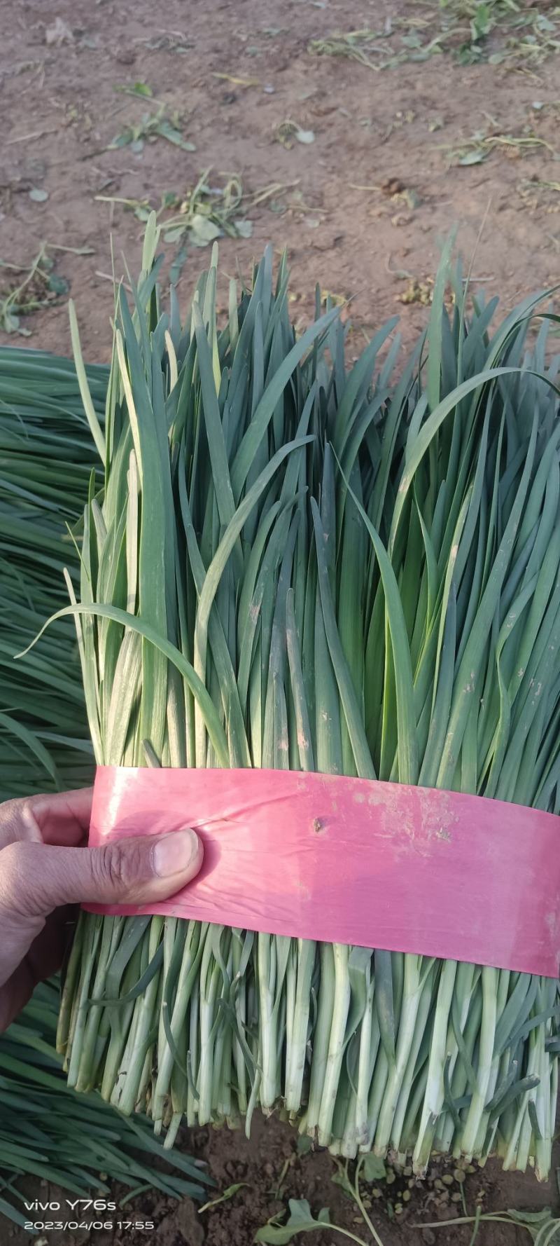 韭菜、韭菜、韭菜、陆地韭菜，聊城韭菜，精品韭菜，