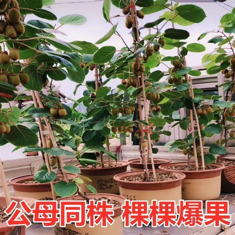 包邮红心猕猴桃批发，嫁接猕猴桃树苗优质苗