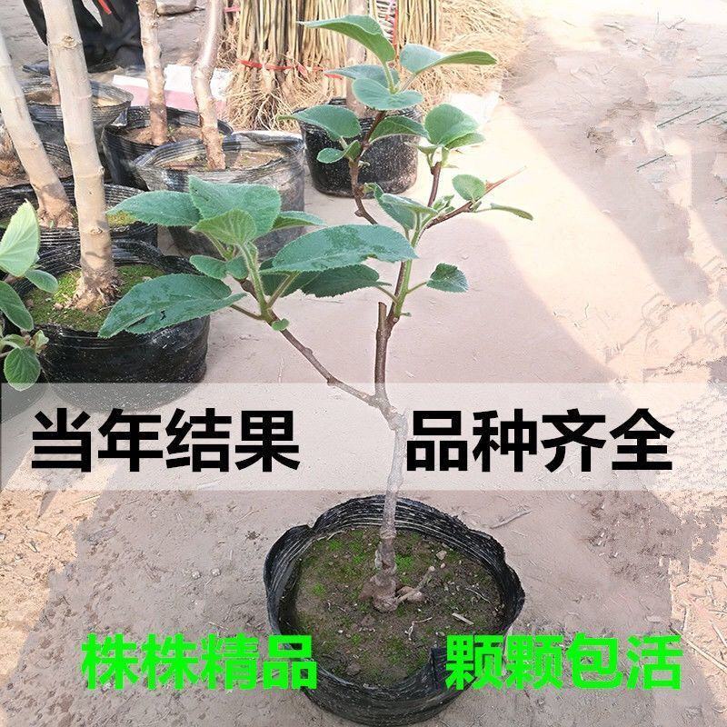 包邮红心猕猴桃批发，嫁接猕猴桃树苗优质苗