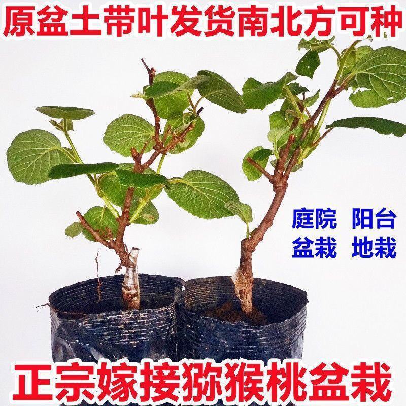 包邮红心猕猴桃批发，嫁接猕猴桃树苗优质苗