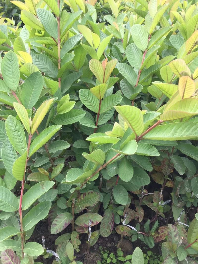 胭脂红番石榴嫁接苗，结果香甜，四级开花结果