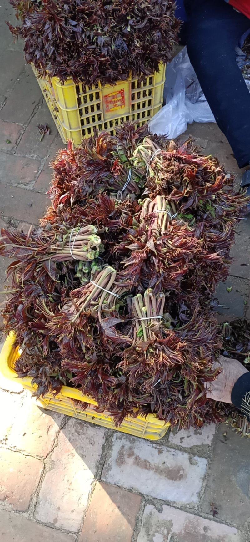香椿芽