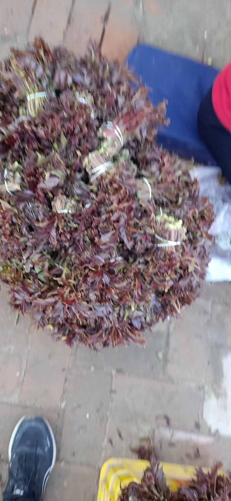 香椿芽