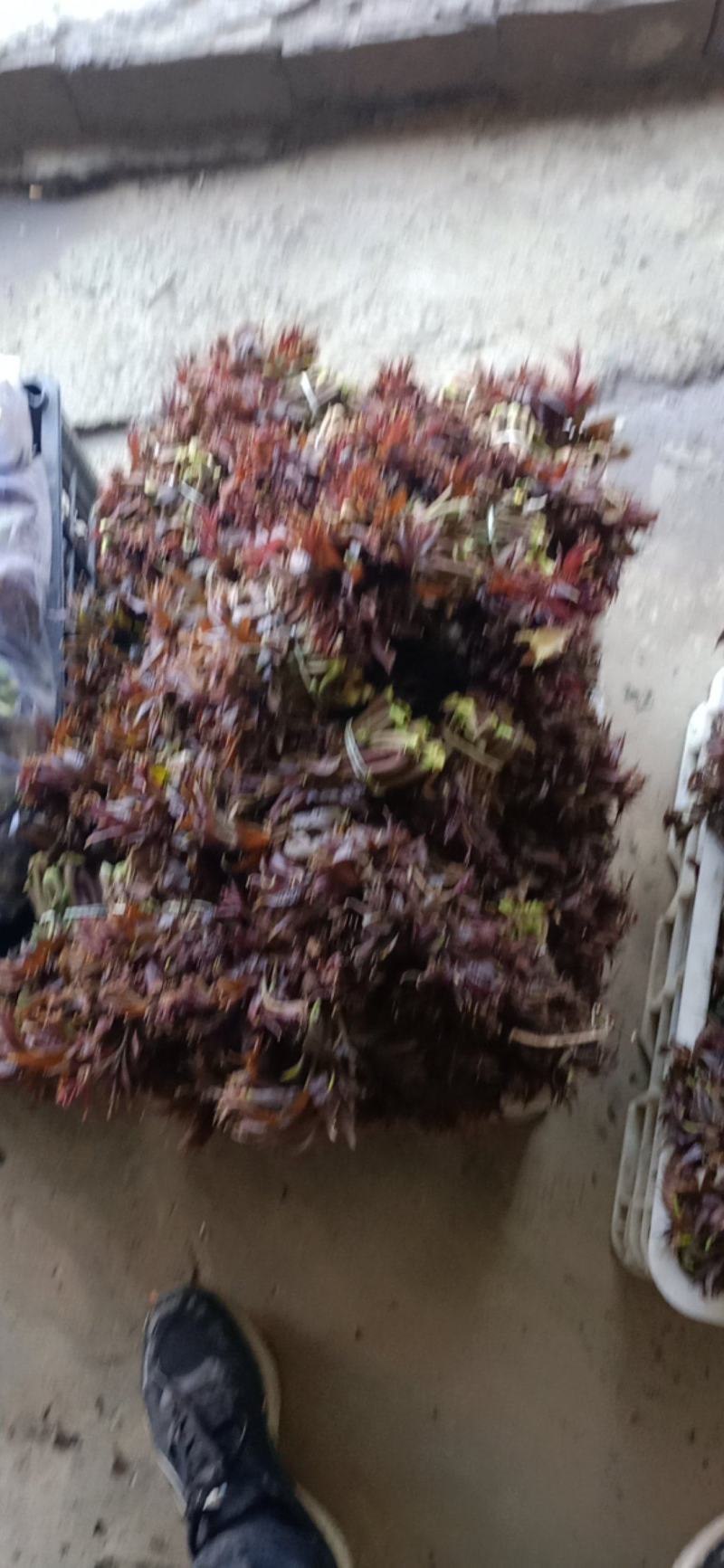 香椿芽